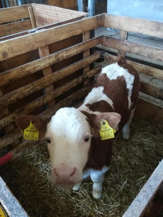 Ferienhof Schaubmeier Klaffer am Hochficht Kültér fotó